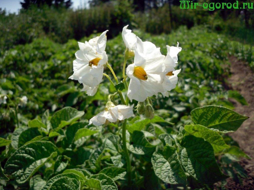 Фитофтороз картофеля – препараты и народные средства для борьбы с фитофторой