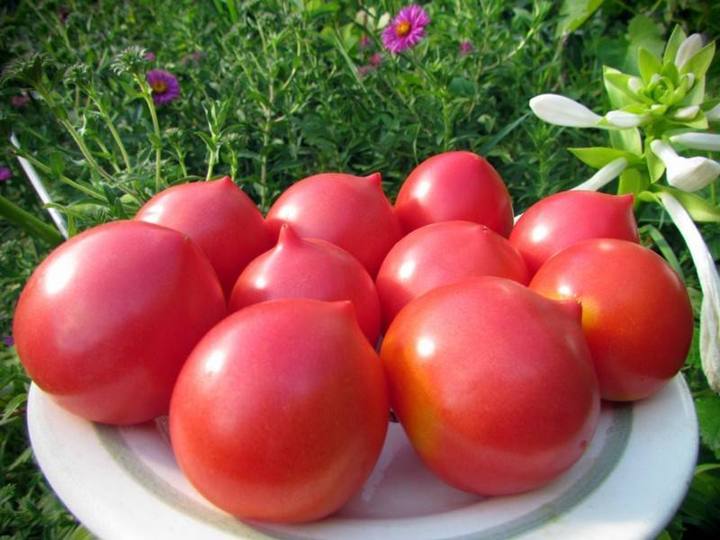 Помидоры для сибири в теплице лучшие сорта: томаты сибирской селекции, урожайная кистевая серия, семена и отзывы