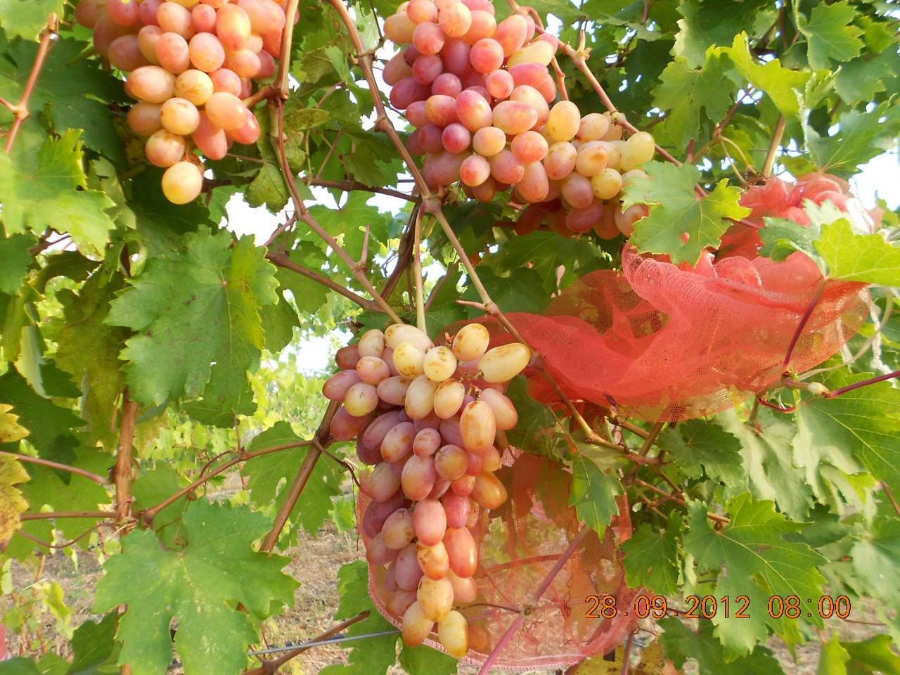 Виноград с крупными гроздьями преображение. внешние признаки и агротехнические рекомендации
