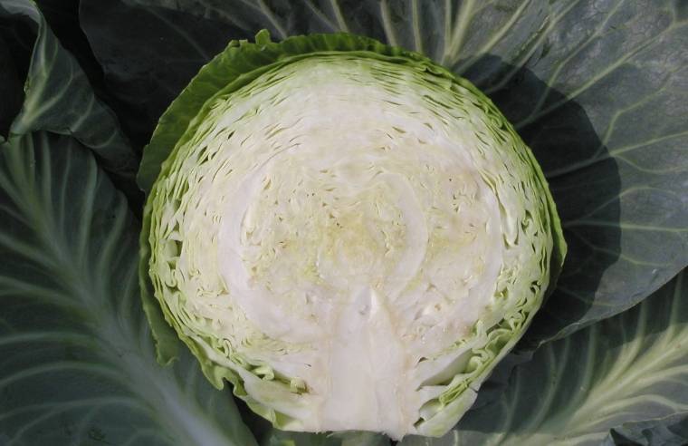 Лучшие сорта белокочанной капусты для посева на ваших грядках: список с фото