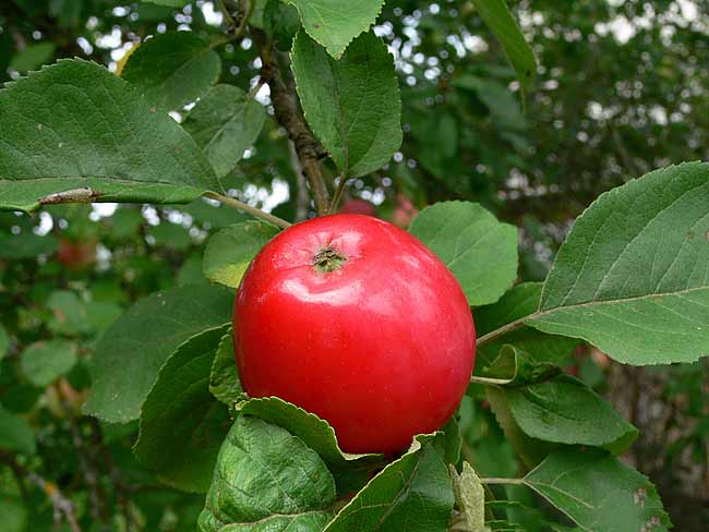 Сортовая яблоня колоновидная малюха: описание сорта, фото, отзывы