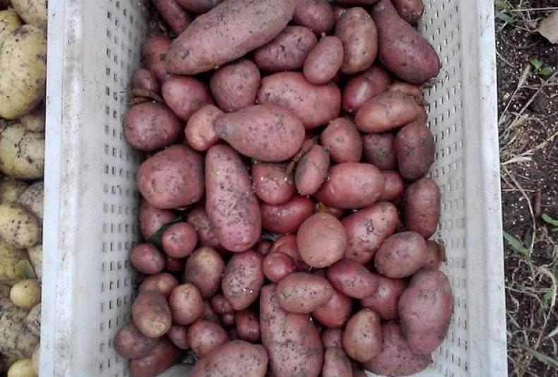 Сорт картофеля Славянка: фото и описание