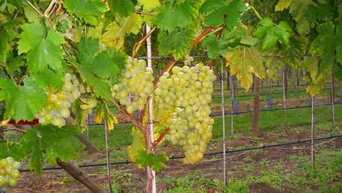 Виноград «тимур»: описание сорта, фото и отзывы
