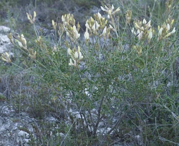 Астрагал белостебельный - astragalus albicaulis - описание таксона - плантариум