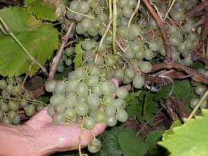Виноград краса севера – выращивание в холодных регионах и средней полосе
