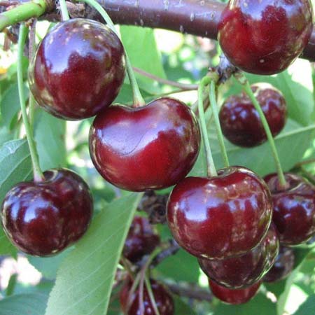 Ботаническое описание и особенности выращивания вишни сорта ксения