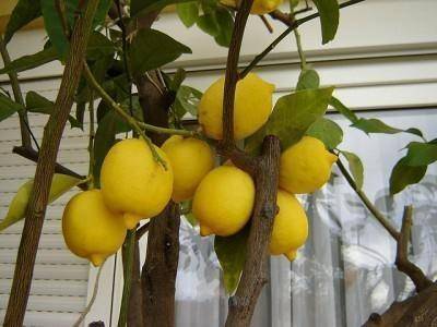 Павловский лимон: уход и выращивание