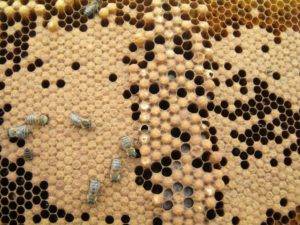 Чем опасен расплод пчел: симптомы и признаки его возникновения