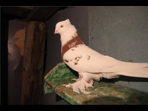 Внешний вид и особенности иранских голубей