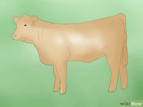 Как помочь корове избавиться от последа