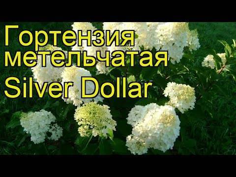 О метельчатой гортензии сильвер доллар (silver dollar) — правила посадки и ухода