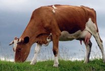 Аборты у коров и их причины