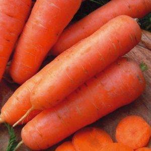 Морковь ярославна когда сажать