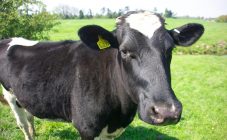 Мокрец у коровы: признаки и лечение