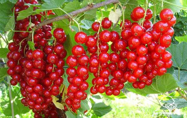 В чем состоит польза и вред красной смородины для здоровья? химический состав ягоды