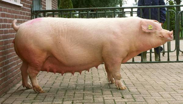 Свиноматка — особенности содержания, кормежка, секреты выращивания здоровых свиней и содержание их потомства (110 фото)