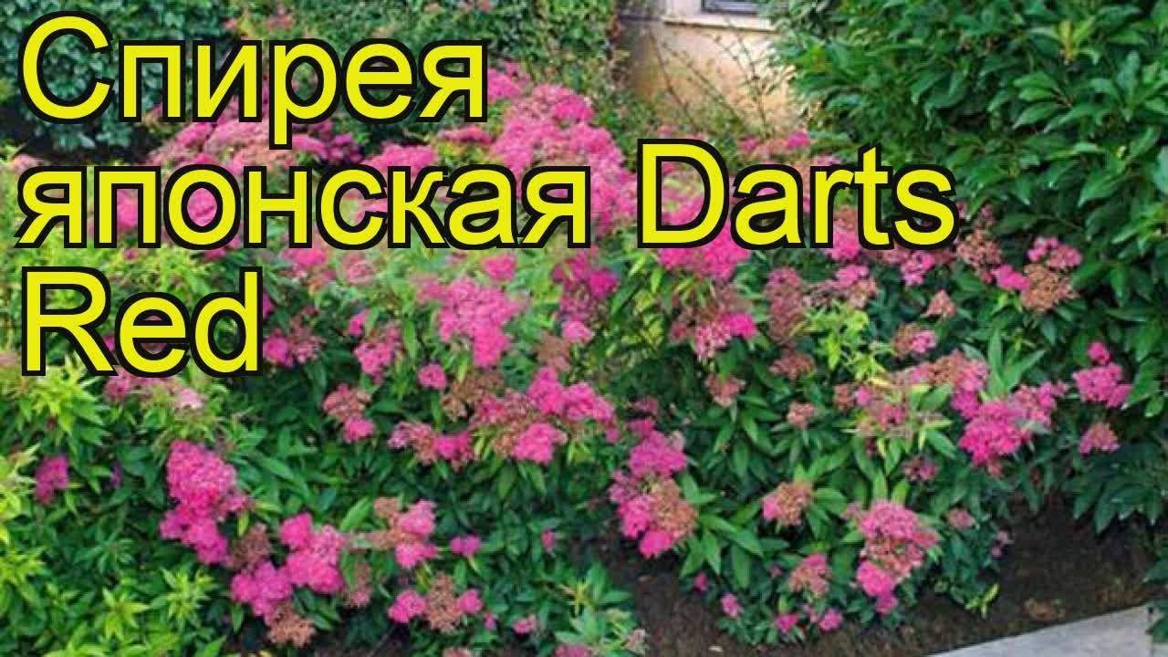 Декоративные кустарники спирея - spiraea l. цветущие кустарники для сада - спирея.