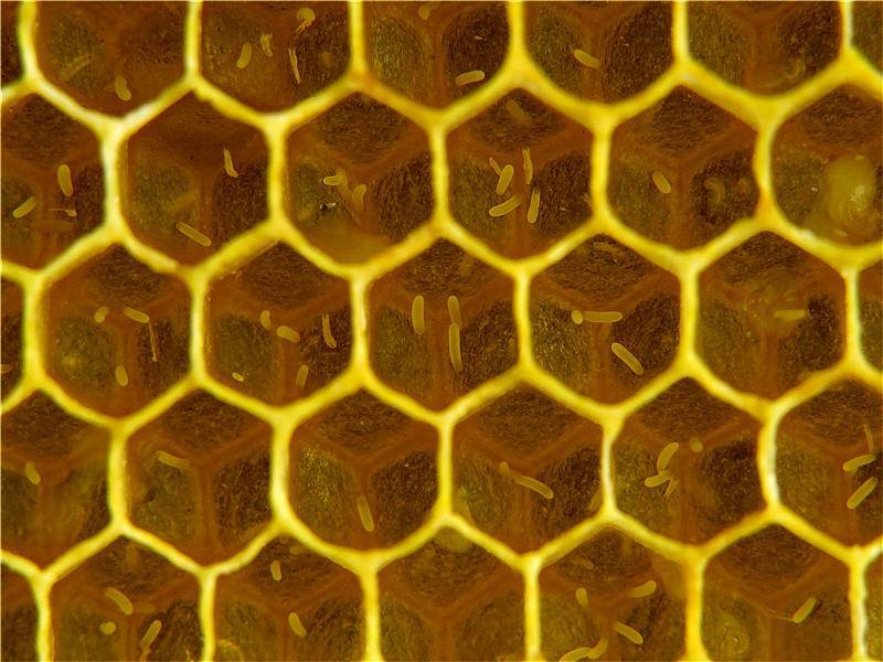 Замена маток в семьях пчел: методики, пошаговые инструкции