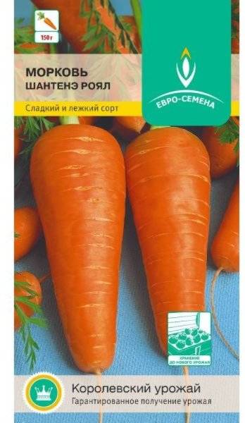 Морковь берликум роял: фото, отзывы, урожайность, посадка и уход