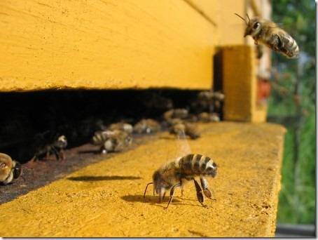 Почему пчелы осенью улетели из улья. почему пчелы улетают из улья осенью