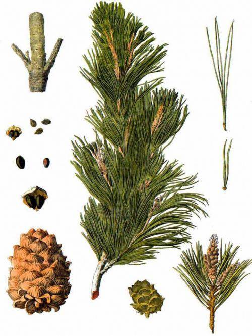 Кедровое дерево — описание, выращивание, виды кедра и его полезные свойства + 77 фото