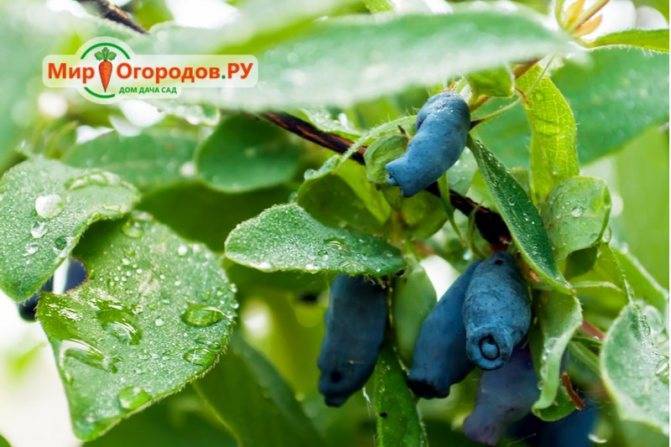 Жимолость для Ленинградской области: сорта и особенности выращивания