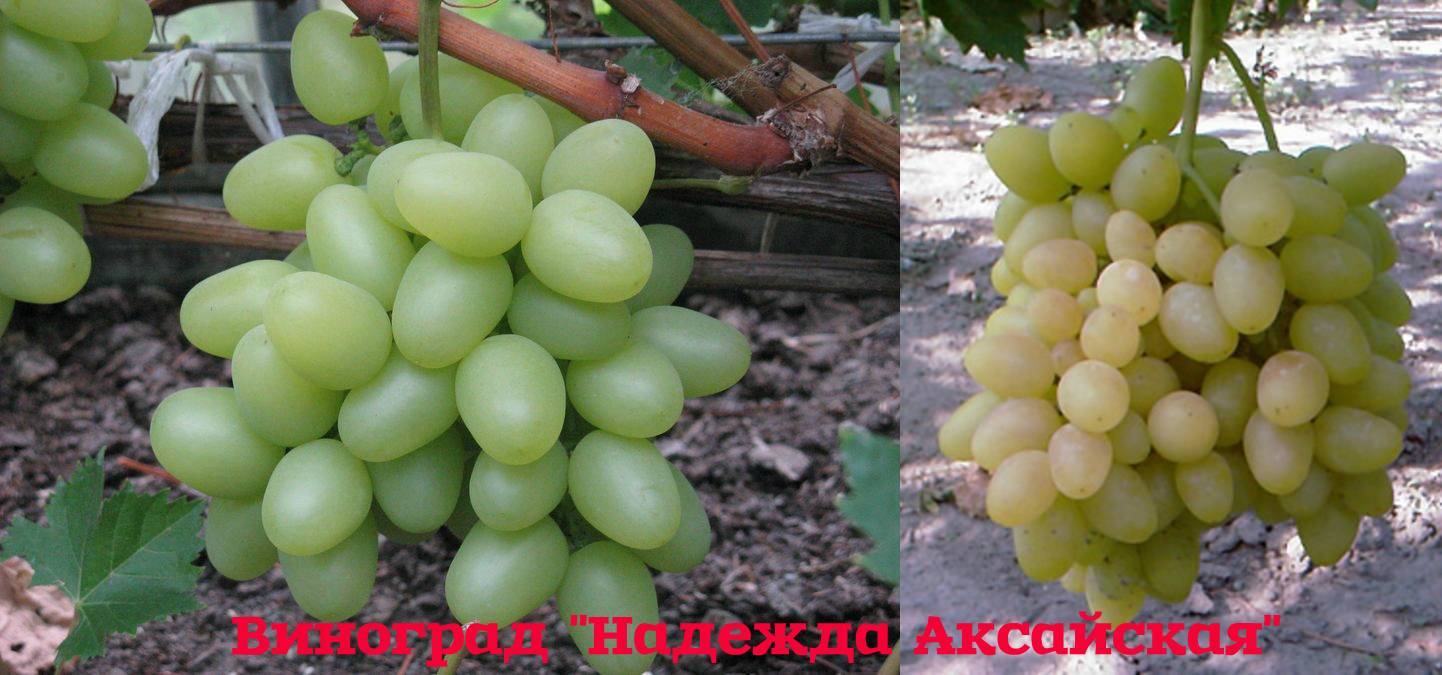 Виноград надежда аксайская, характеристика сорта, посадка и уход, описание и вкус плодов