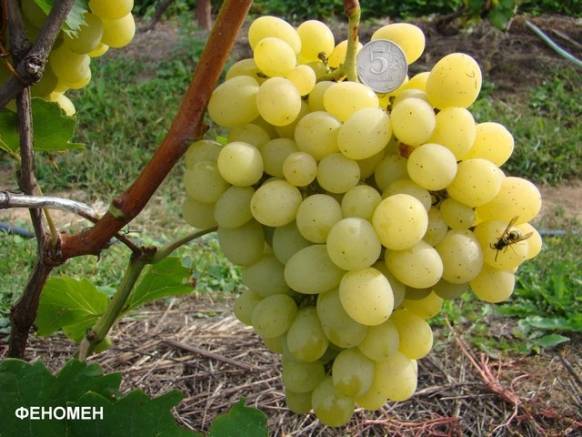 Виноград августин (плевен или феномен): описание сорта, особенности и характеристики, фото