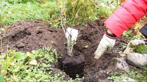 Как подкислить почву для гортензии