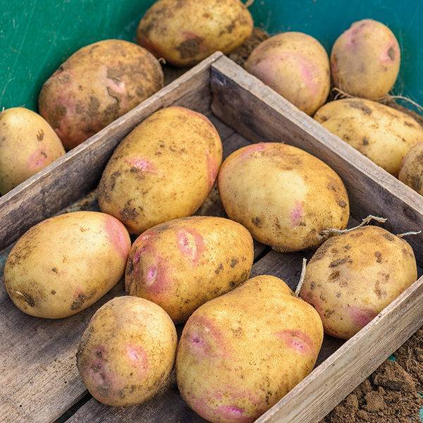 Картофель крона (кроне): описание сорта, фото, отзывы, вкусовые качества, урожайность