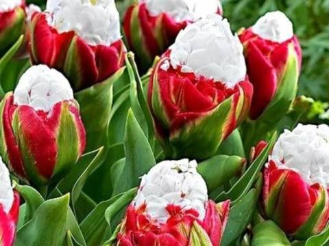 Тюльпаны «айс крим»: описание сорта и выращивание