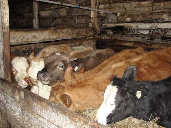 Как построить сарай для быков – дом для большой скотины