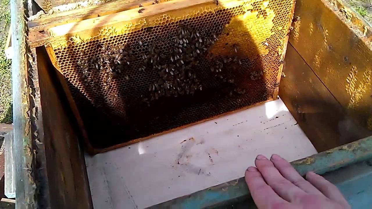Объединение слабых пчелосемей осенью