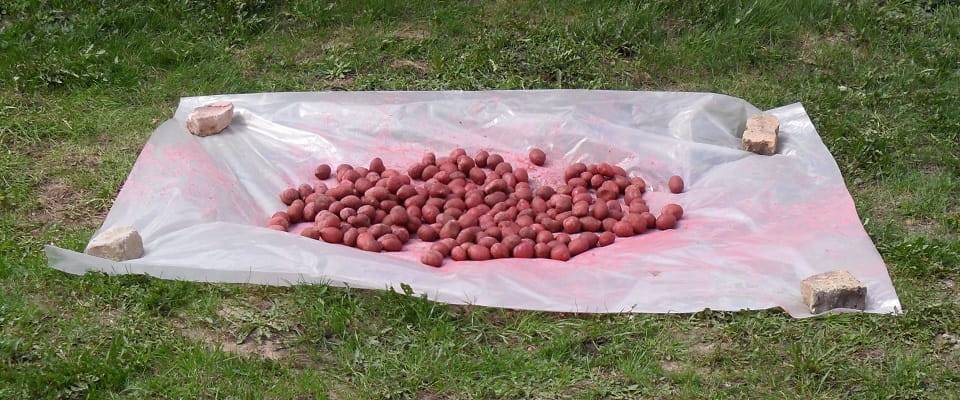 Табу от колорадского жука: инструкция по применению для обработки картофеля, вред, отзывы