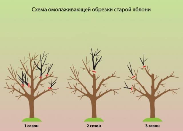 Формирование кроны и обрезка яблонь: особенности процесса в весенне-осенний период
