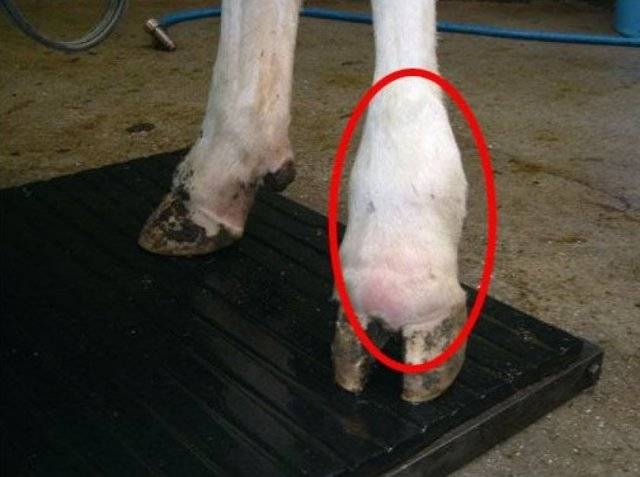 Особенности лечения мастита у коров