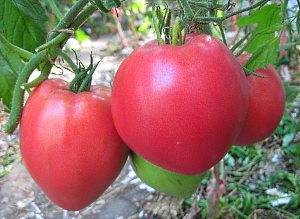 Лучшие томаты сибирской селекции для открытого грунта