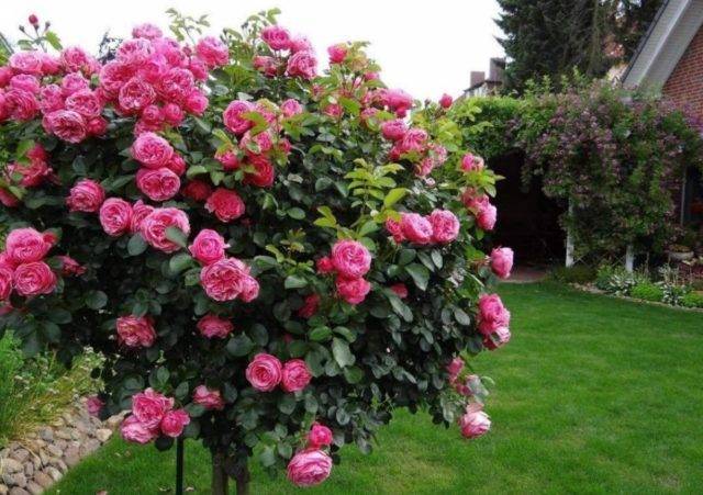 Описание сорта розы помпонелла класса флорибунда немецкой селекции, как ухаживать