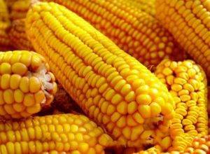 Сахарная кукуруза — царица полей и ценный деликатес на столе