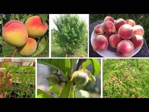 Как вырастить персик в воронежской области