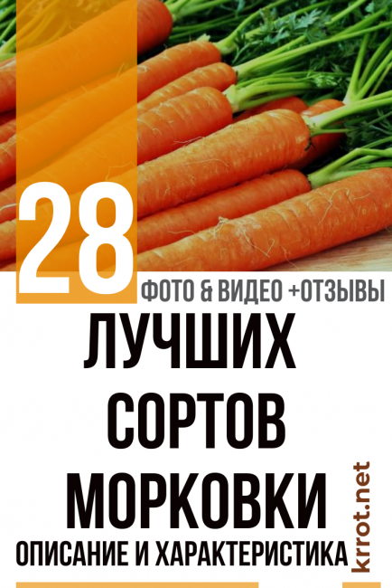 15 лучших сортов моркови для свежего употребления и хранения