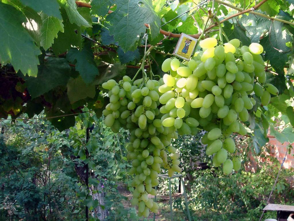 Сорт винограда Подарок Запорожья: фото и описание