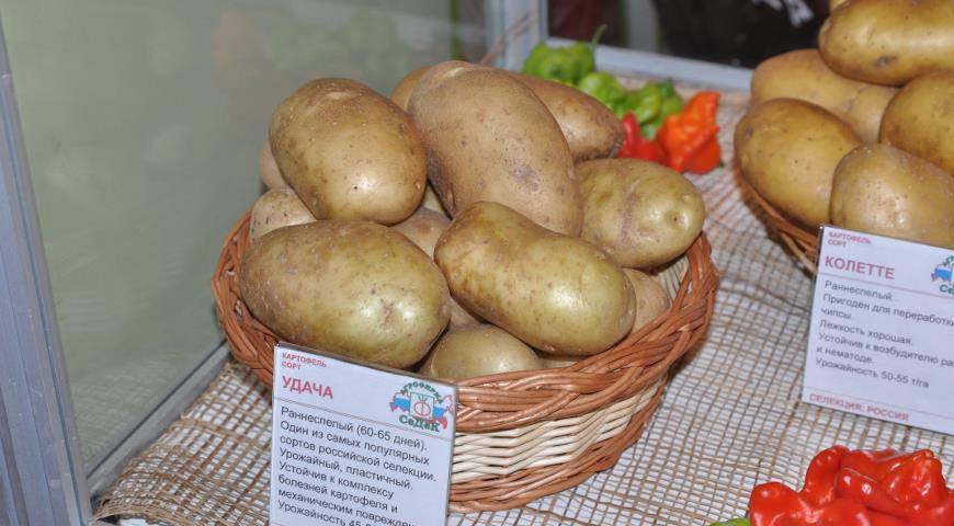 Картофель «удача»: описание сорта, характеристика, отзывы
