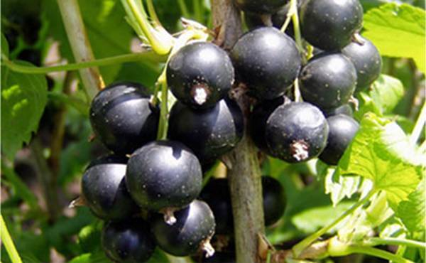 Смородина пигмей – высокоурожайный сорт для сада