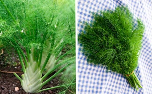Фенхель обыкновенный и овощной: что это такое, каковы другие названия растения, какие у него корни и цветки, как трава выглядит на фото, есть ли разница с анисом?