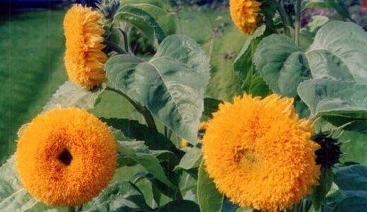 Выращивания подсолнечника из семян на даче в открытый грунт: когда сажать, технология