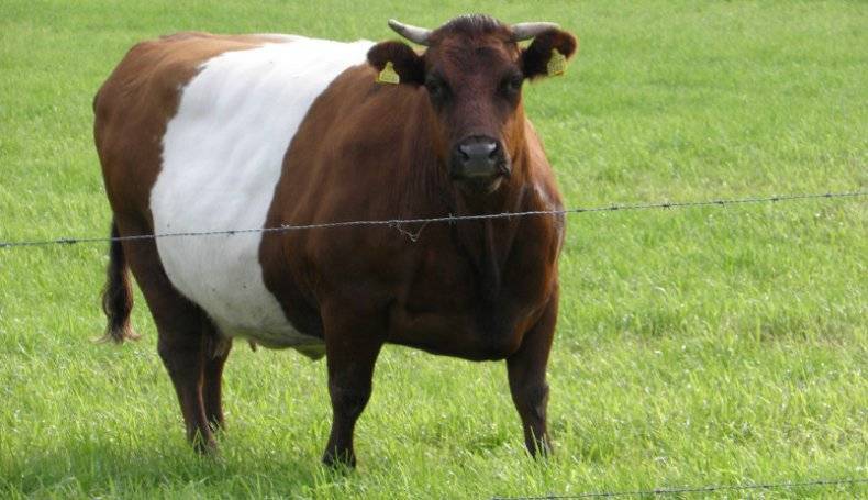 Как убедится в том, что ваша корова стельная?