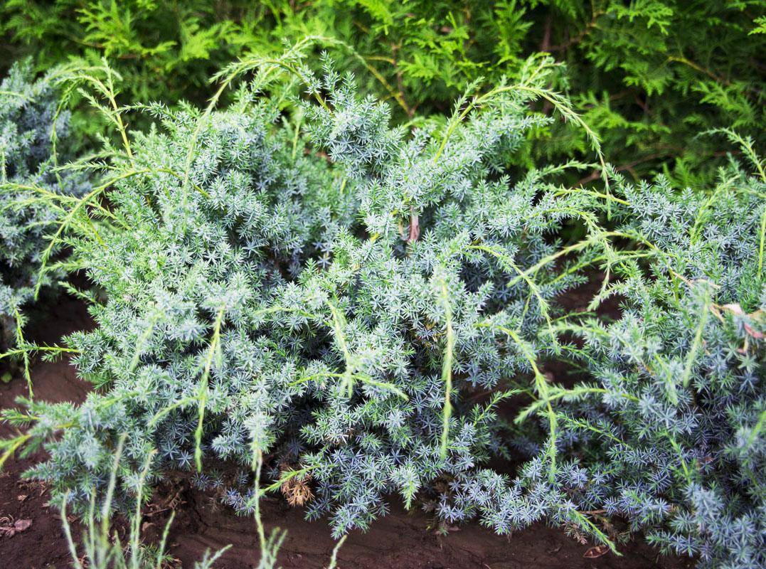 Можжевельник чешуйчатый блю свид (juniperus squamata blue swede)