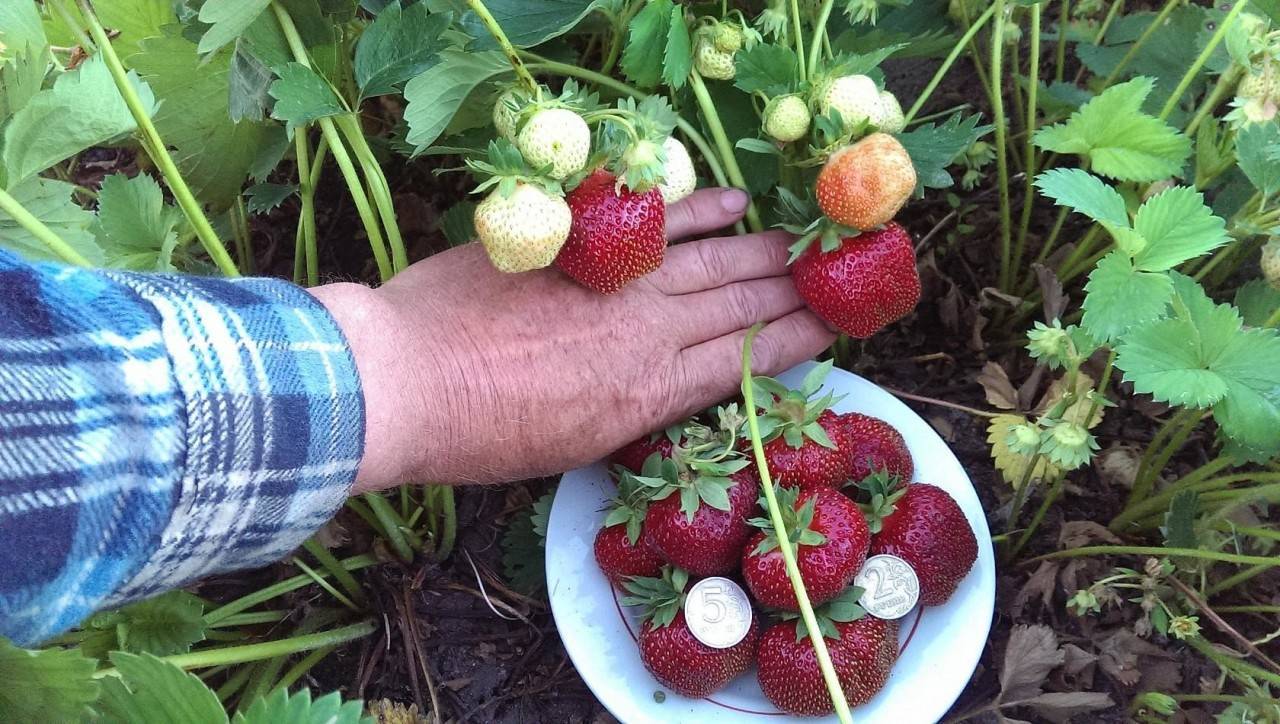 Чем подкормить клубнику весной: удобрения для урожая