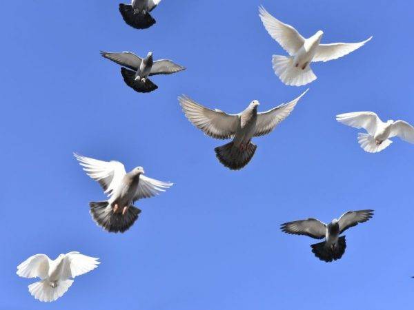 Как правильно содержать голубей в домашних условиях?